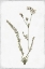 Picture of LITTLE FLOWER I