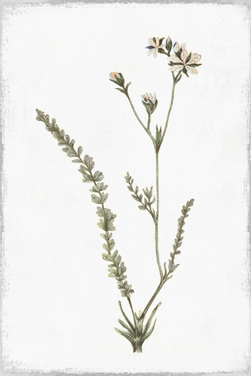 Picture of LITTLE FLOWER I