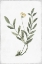 Picture of LITTLE FLOWER III
