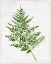 Picture of FERN PRESSING II