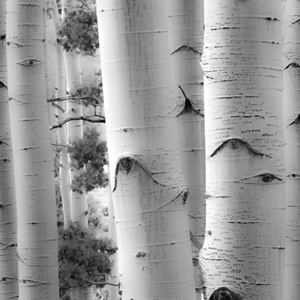 Picture of BIRCHES IN GREY I