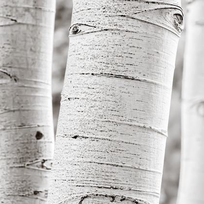 Picture of BIRCHES IN GREY II