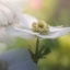 Picture of CHIFFON I