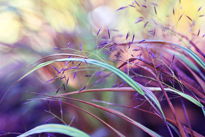 Picture of PURPLE GRASS