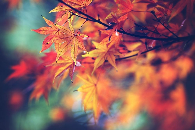 Picture of FALL LEAVES