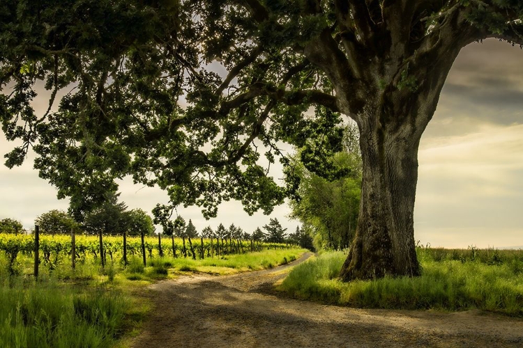 Picture of WINDING THROUGH THE VINEYARD 