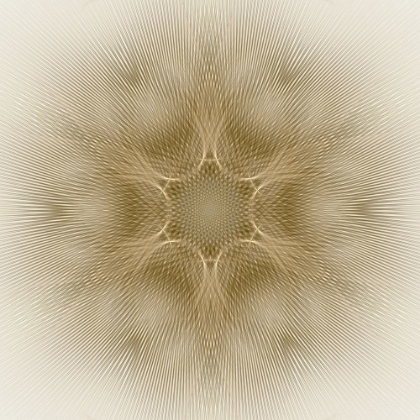 Picture of SUNBEAM FLOWER