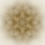 Picture of SUNBEAM FLOWER