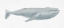 Picture of HUMPBACK WHALE I
