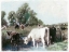 Picture of GRAZING COWS 