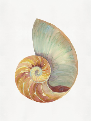 Picture of NAUTILUS SHELL I 