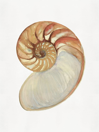 Picture of NAUTILUS SHELL II 