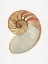Picture of NAUTILUS SHELL II 