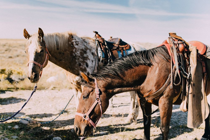 Picture of TWO SADDLE HORSES I 