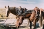 Picture of TWO SADDLE HORSES I 