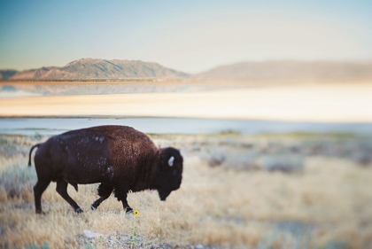 Picture of BISON IN THE FIELD 