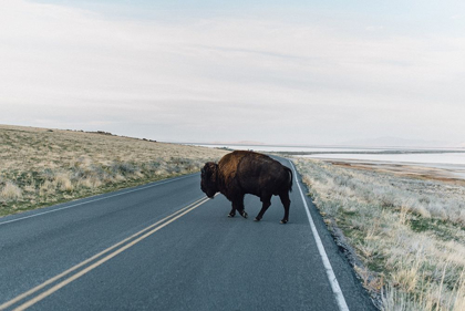Picture of BISON CROSSING 