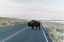Picture of BISON CROSSING 