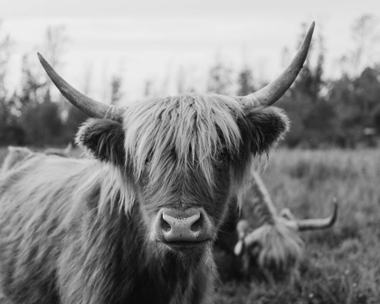 Picture of CATTLE SMILE 