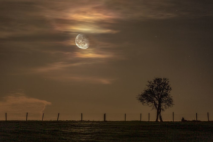 Picture of MOON TREE