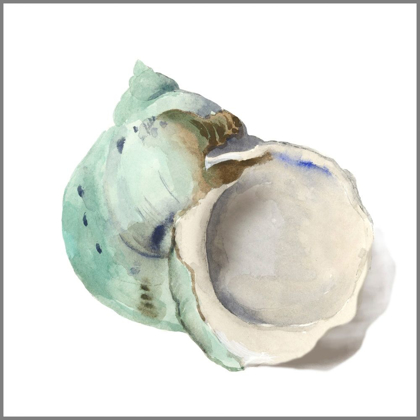 Picture of PEARL SHELL