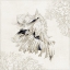 Picture of SILVER SHELL II