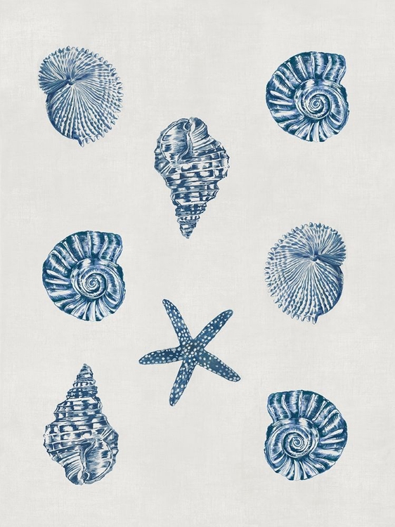 Picture of INDIGO SHELLS