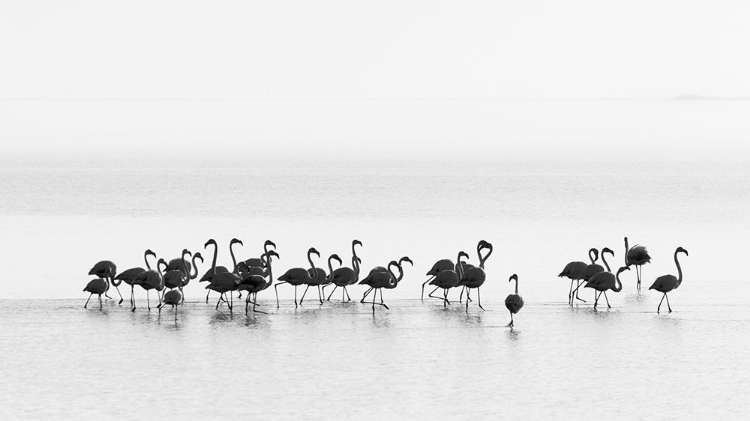 Picture of GIL RAGA - FLAMINGOS