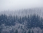 Picture of FROZEN TREES