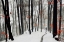 Picture of THROUGH AUTUMN AND WINTER