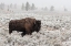 Picture of LATE FALL YELLOWSTONE