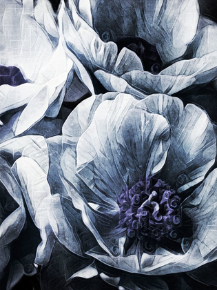 Picture of PEONY BLUE PETALS II