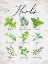 Picture of HERBS