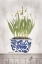 Picture of BLUE AND WHITE DAFFODILS II 