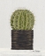 Picture of POTTED CACTUS