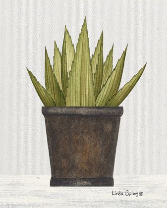 Picture of POTTED ALOE VERA