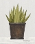 Picture of POTTED ALOE VERA