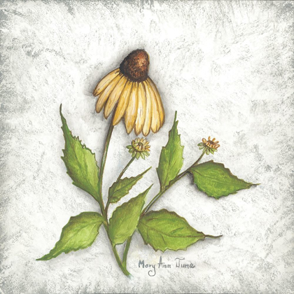 Picture of BLOOMIN CONEFLOWERS