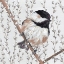 Picture of WEE CHICKADEE