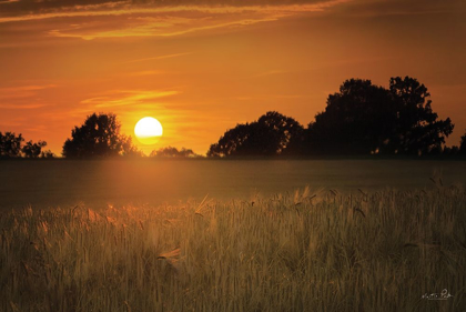 Picture of FIELDS OF GOLD