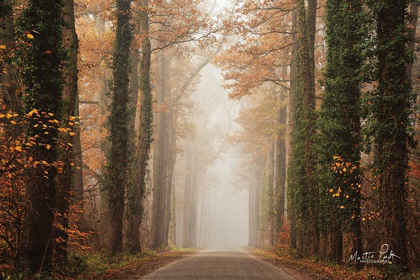 Picture of FOGGY AUTUMN ROAD  