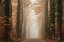 Picture of FOGGY AUTUMN ROAD  