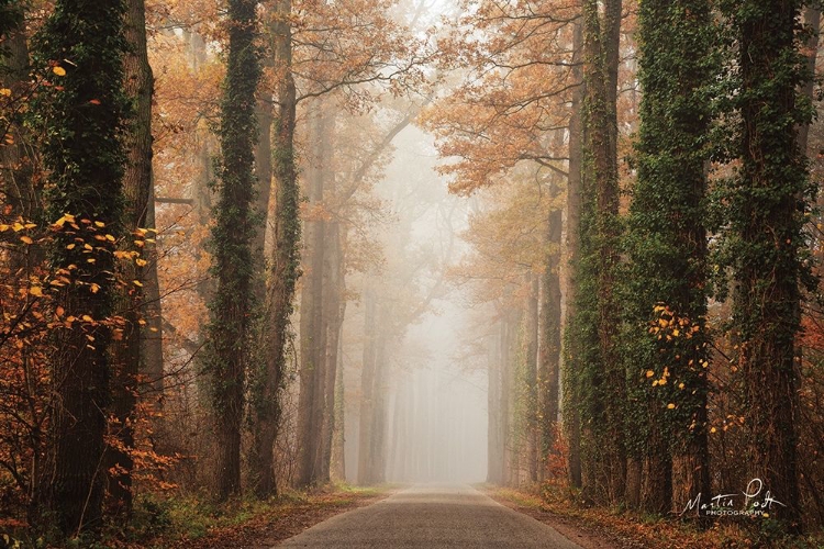Picture of FOGGY AUTUMN ROAD  