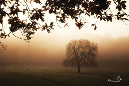 Picture of UNDER THE LEAVES 