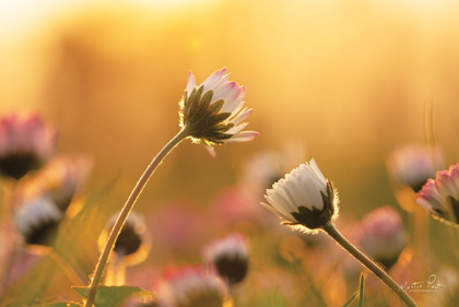 Picture of DAISIES    