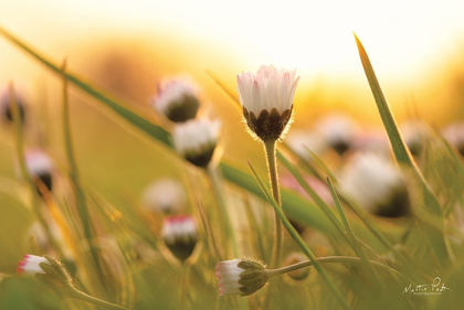 Picture of DAISY AT SUNSET    