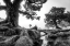 Picture of BLACK AND WHITE FANAL
