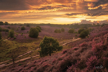 Picture of JUST A SUNSET IN THE NETHERLANDS