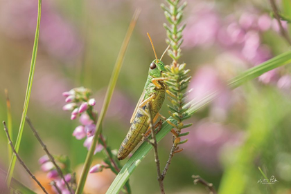 Picture of GRASSHOPPER