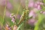 Picture of GRASSHOPPER